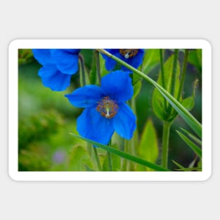 Blue Poppy Flower Elegance Sticker